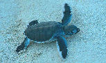 Turtles in the Great Barrier Reef